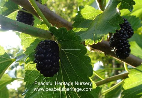 illinois everbearing mulberry for sale.